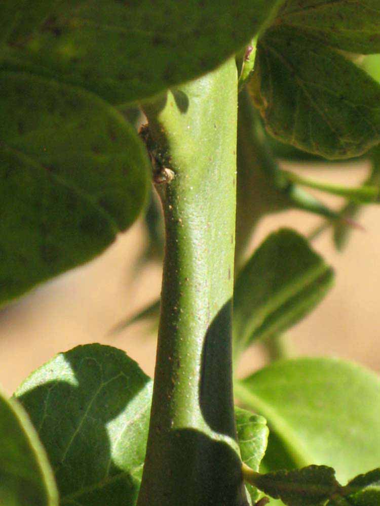            First year twig (Riverside, CA)   